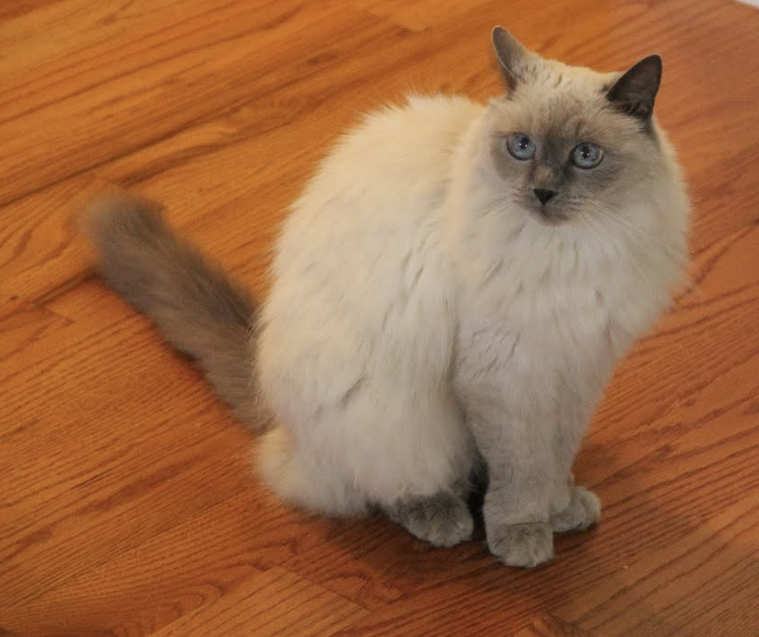 Photo of Dottie the cat